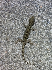Gekko chinensis