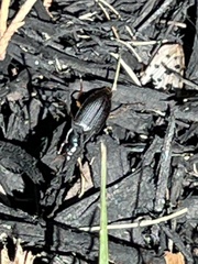 Poecilus lucublandus