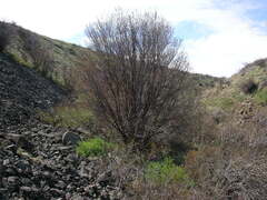 Acer glabrum douglasii