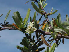 Pyracantha angustifolia