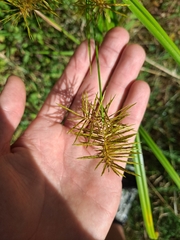 Cyperus odoratus