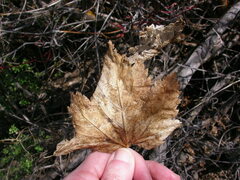 Acer glabrum douglasii