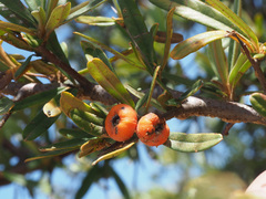 Pyracantha angustifolia