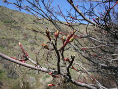 Acer glabrum douglasii