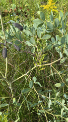 Baptisia alba