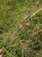 Sporobolus michauxianus