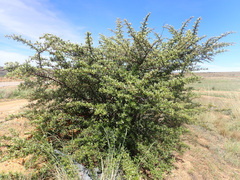 Pyracantha angustifolia