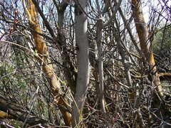 Acer glabrum douglasii