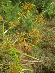 Cyperus odoratus