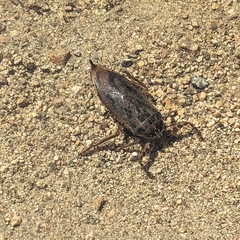 Lethocerus americanus