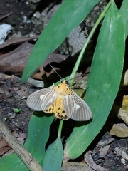 Asota plaginota