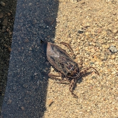 Lethocerus americanus