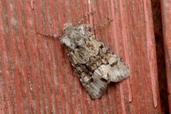 Lacinipolia olivacea