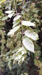 Carpinus orientalis