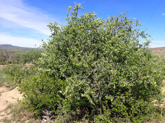 Gymnosporia buxifolia