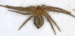 Philodromus