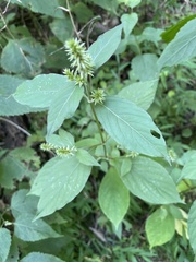 Achyranthes japonica