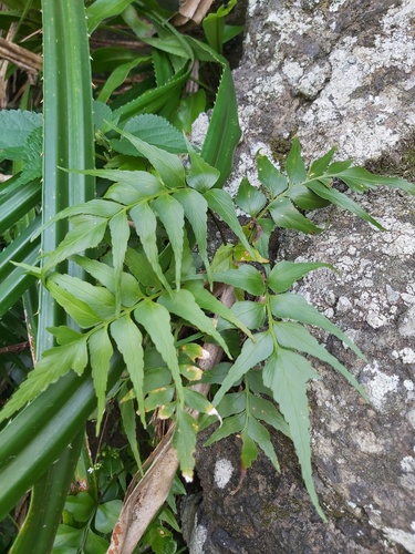 Asplenium falcatum (Asplenium falcatum)