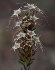 Calytrix flavescens