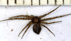 Philodromus
