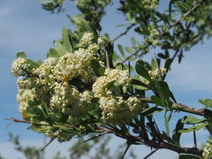 Gymnosporia buxifolia