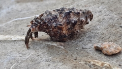 Clibanarius erythropus