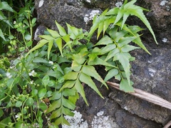 Asplenium falcatum
