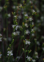 Macarthuria australis
