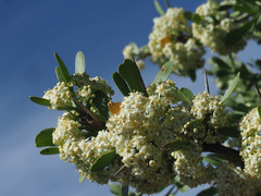 Gymnosporia buxifolia