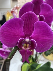 Phalaenopsis