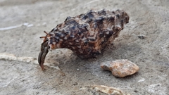 Clibanarius erythropus