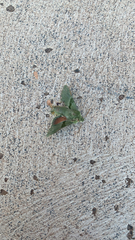 Proserpinus terlooii