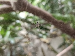 Cyrtophora cicatrosa