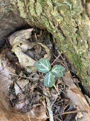 Chimaphila maculata