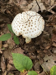 Amanita cokeri