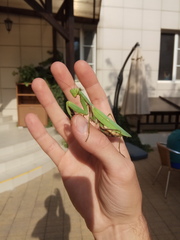 Hierodula transcaucasica