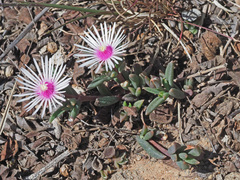 Delosperma carterae