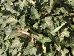 Hierodula transcaucasica