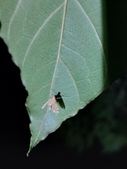 Acentropinae