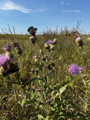 Cirsium flodmanii