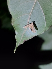 Acentropinae