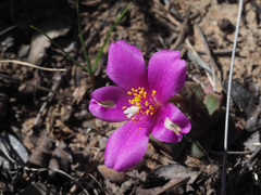 Anacampseros rufescens