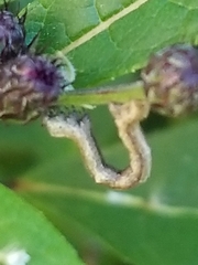 Alsophila pometaria