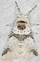 Furcula scolopendrina