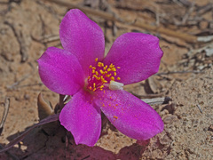 Anacampseros rufescens