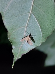 Acentropinae