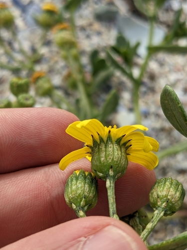 Image of Senecio maritimus by (c) Eric Knight, some rights reserved (CC BY)