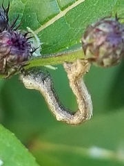 Alsophila pometaria