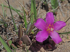 Anacampseros rufescens
