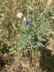 Lupinus argenteus